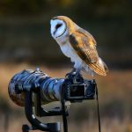 Barn owl on cameras